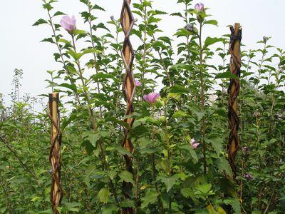 Tyč Garden Willow 160 cm, prútená, oporná k rastlinám