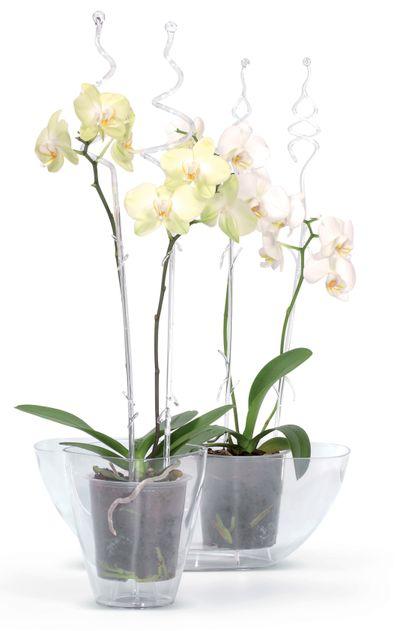 Tyč COUBI ISTC01, 60 cm, transparent, oporná, pre orchideu 1