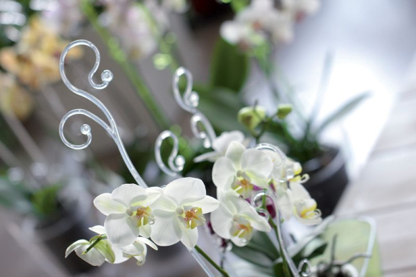 Tyč COUBI ISTC01, 60 cm, zelená, oporná, pre orchideu 2